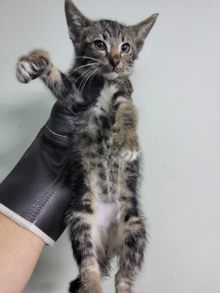 교동 인근에서 보호 중인 한국 고양이 입양 정보