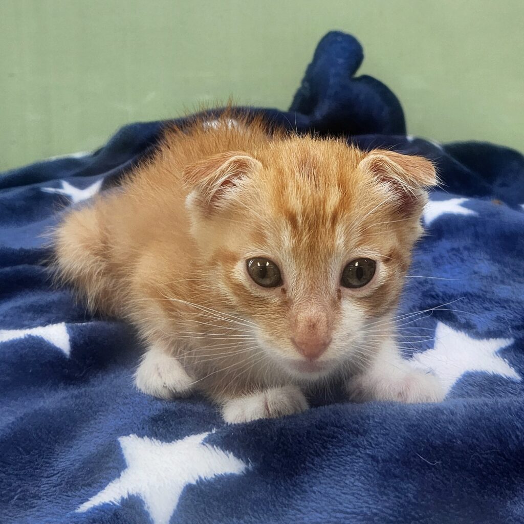 처인구 양지읍 인근에서 보호 중인 한국 고양이 입양 정보