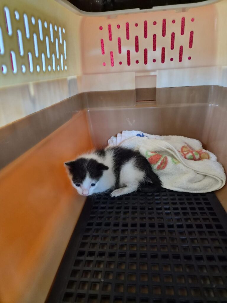 김해시 어방동 인근에서 보호 중인 한국 고양이 입양 정보