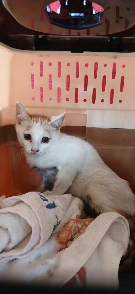 김해시 인근에서 보호 중인 한국 고양이 입양 정보