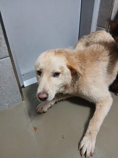 이동면 다천리 인근에서 보호 중인 믹스견 입양 정보