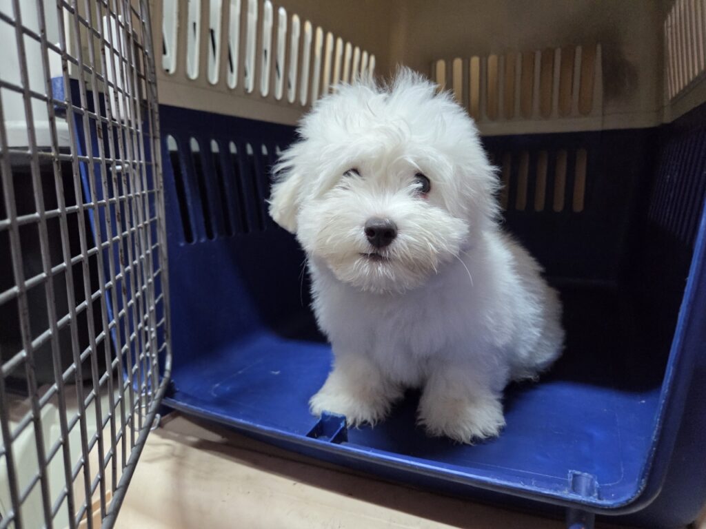 마산합포구 가포동 인근에서 보호 중인 꼬똥 드 뚤레아 입양 정보