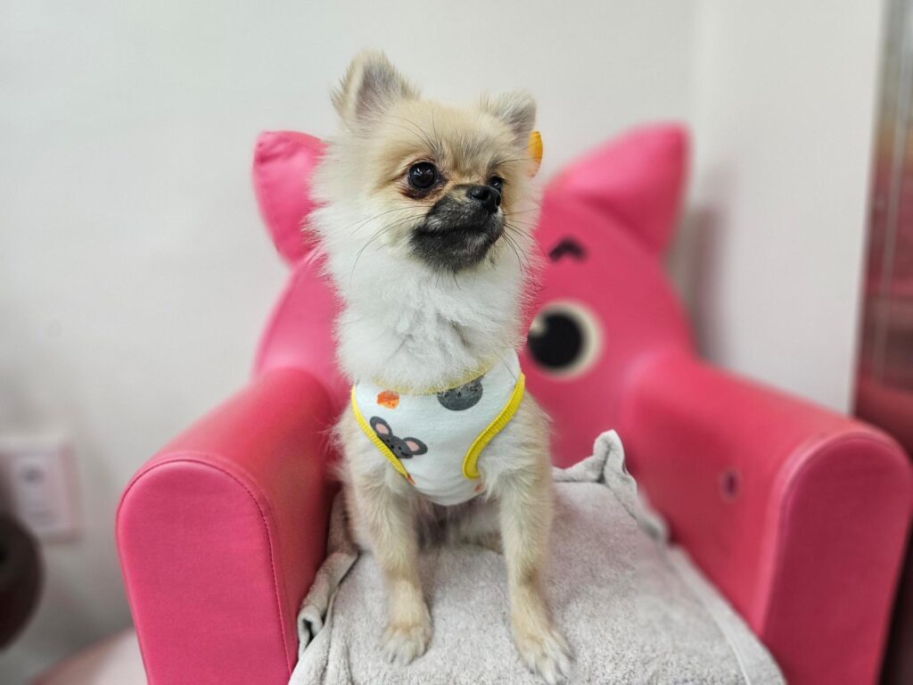 의창구 중동 인근에서 보호 중인 포메라니안 입양 정보