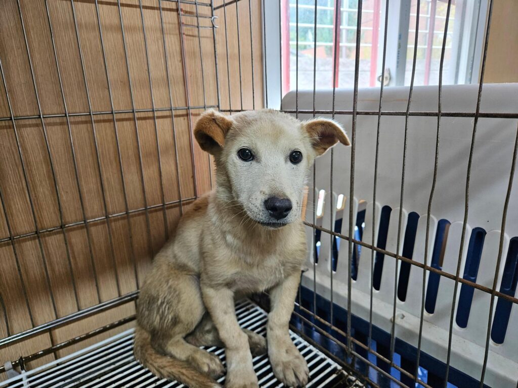 의창구 대산면 인근에서 보호 중인 믹스견 입양 정보