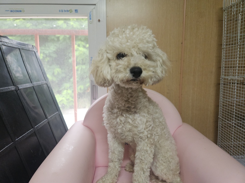 진해구 인근에서 보호 중인 푸들 입양 정보