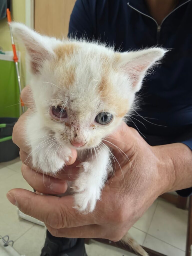 도안면 인근에서 보호 중인 한국 고양이 입양 정보