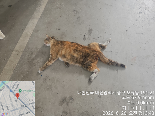 계룡로 비젼빌 주변 인근에서 보호 중인 한국 고양이 입양 정보