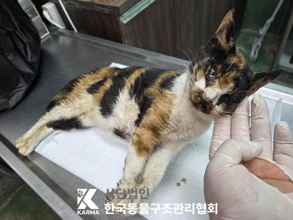 영등포구 인근에서 보호 중인 한국 고양이 입양 정보