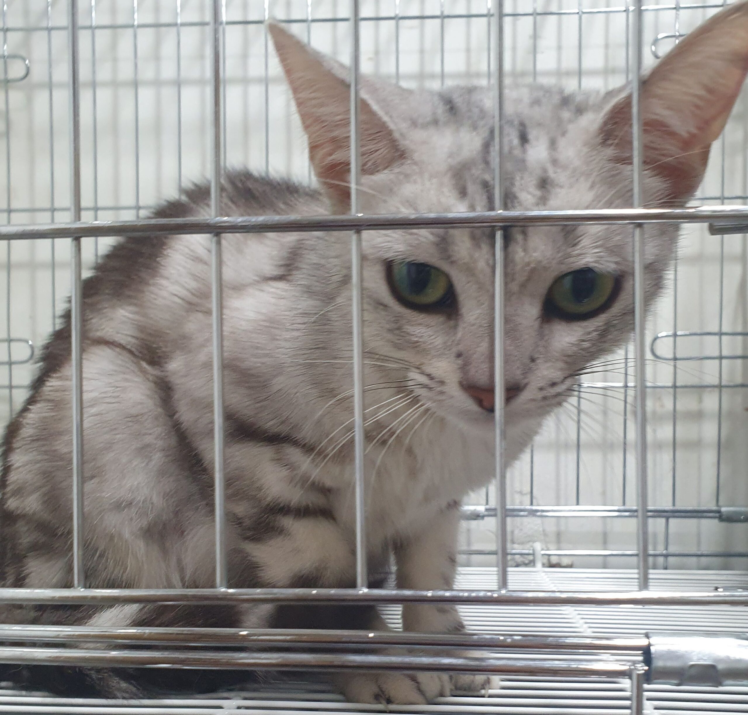 현충로124 근처 인근에서 보호 중인 아메리칸 쇼트헤어 사진