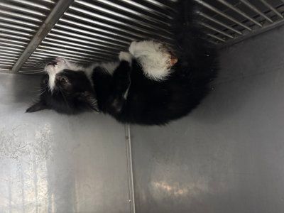 광안로48번길 인근에서 보호 중인 믹스묘 입양 정보
