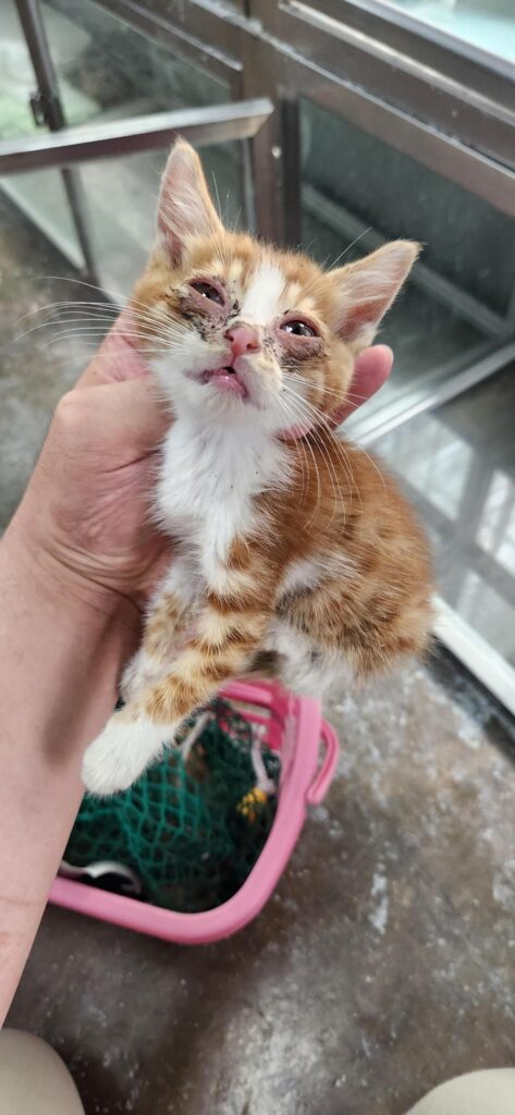 방어진초 근처 인근에서 보호 중인 한국 고양이 입양 정보