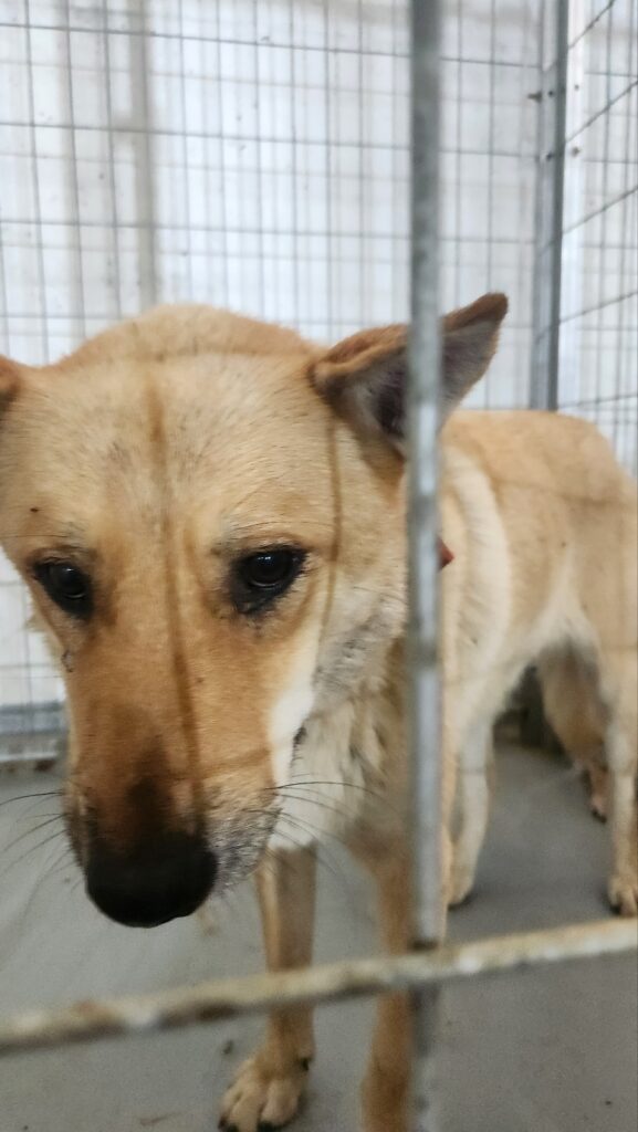 거창군 남상면 인근에서 보호 중인 도사 믹스견 입양 정보