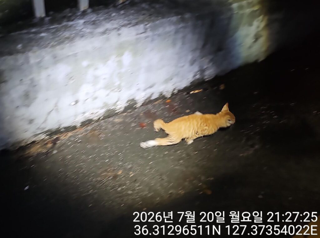 대전 제일고 정문 앞 인근에서 보호 중인 한국 고양이 입양 정보