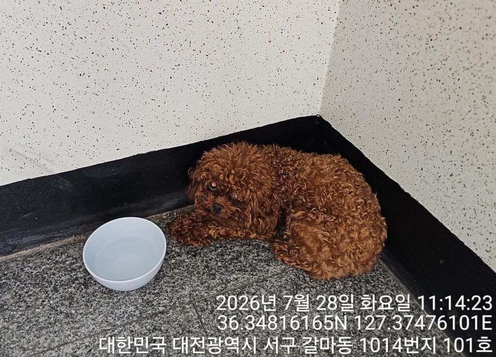 갈마동 인근에서 보호 중인 푸들 입양 정보