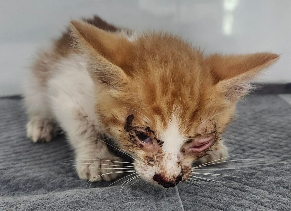 장군면 인근에서 보호 중인 한국 고양이 입양 정보