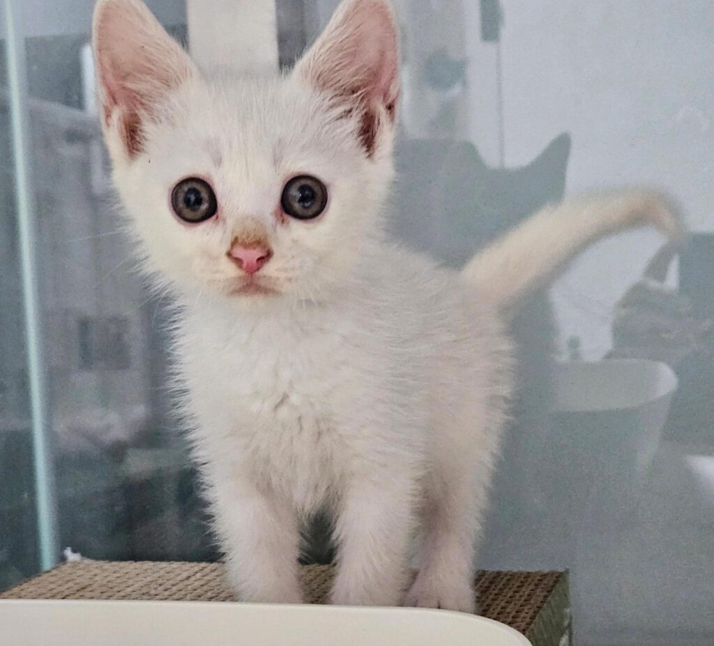 보령시 인근에서 보호 중인 한국 고양이 입양 정보