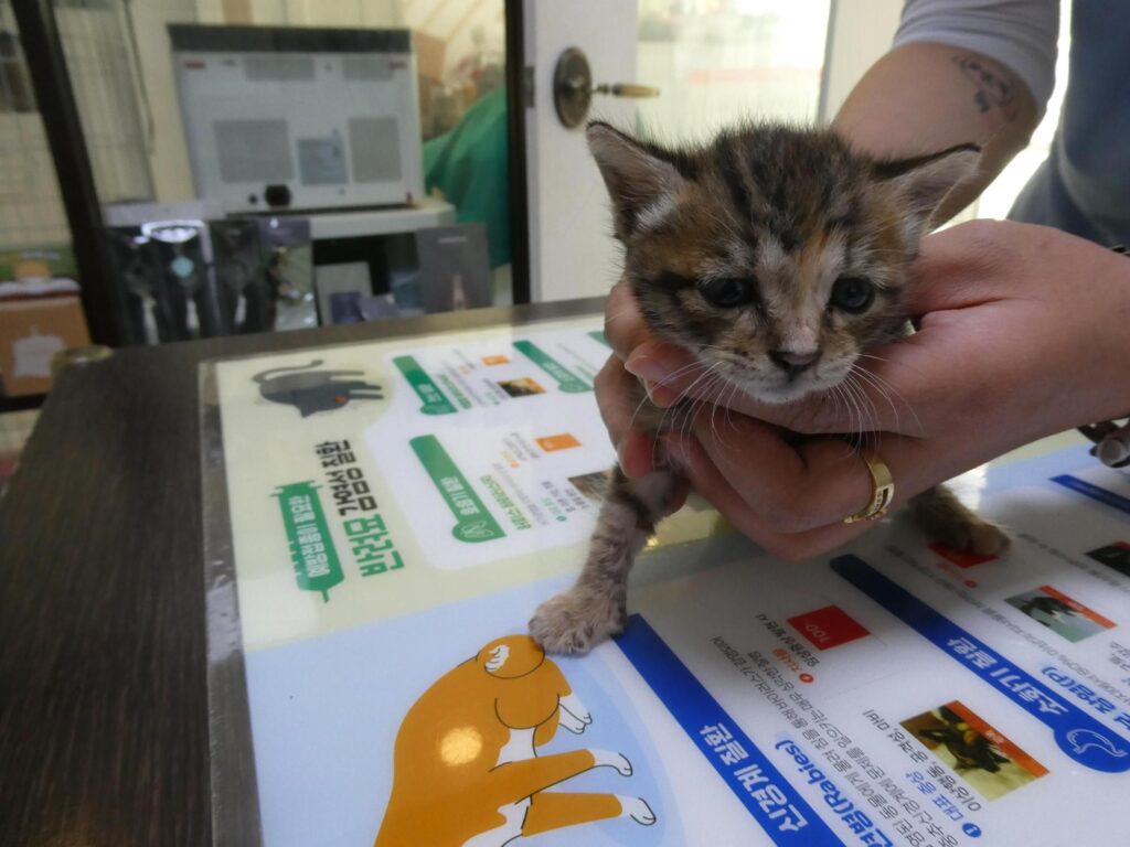 옥포 천년나무 3단지 인근 인근에서 보호 중인 한국 고양이 입양 정보