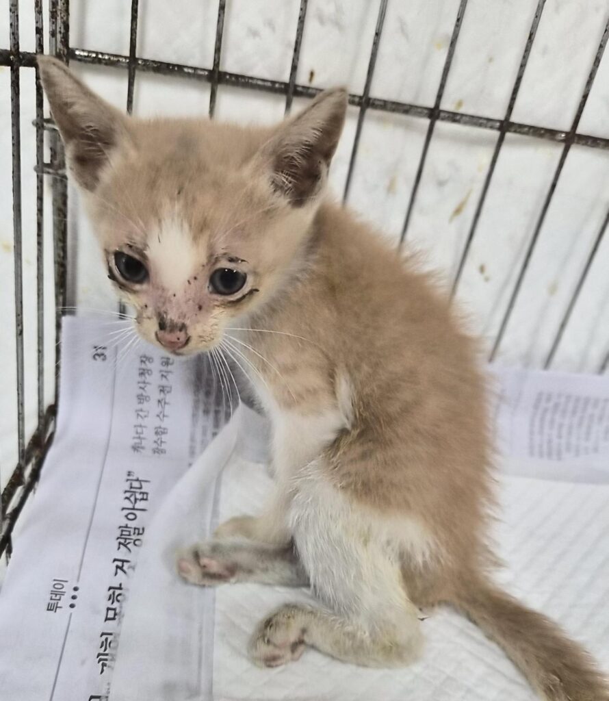 고현동 인근에서 보호 중인 한국 고양이 입양 정보