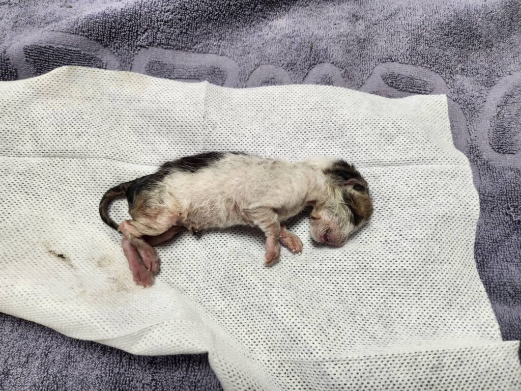 큰장로 인근에서 보호 중인 한국 고양이 입양 정보