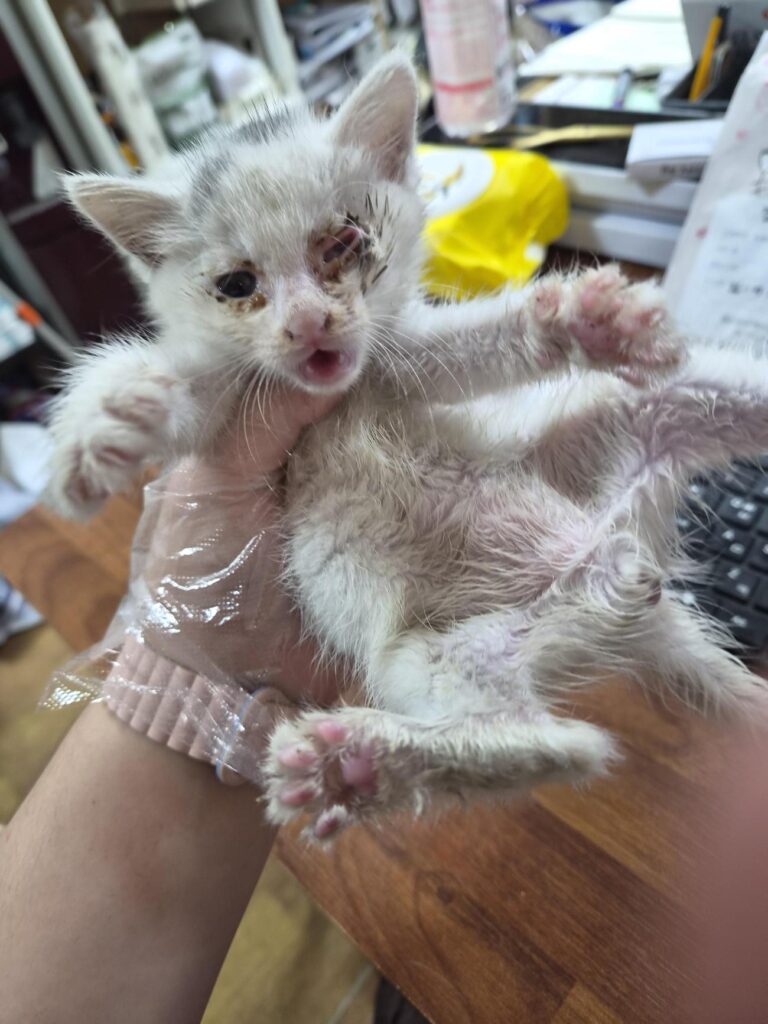봉화로338 인근에서 보호 중인 한국 고양이 입양 정보