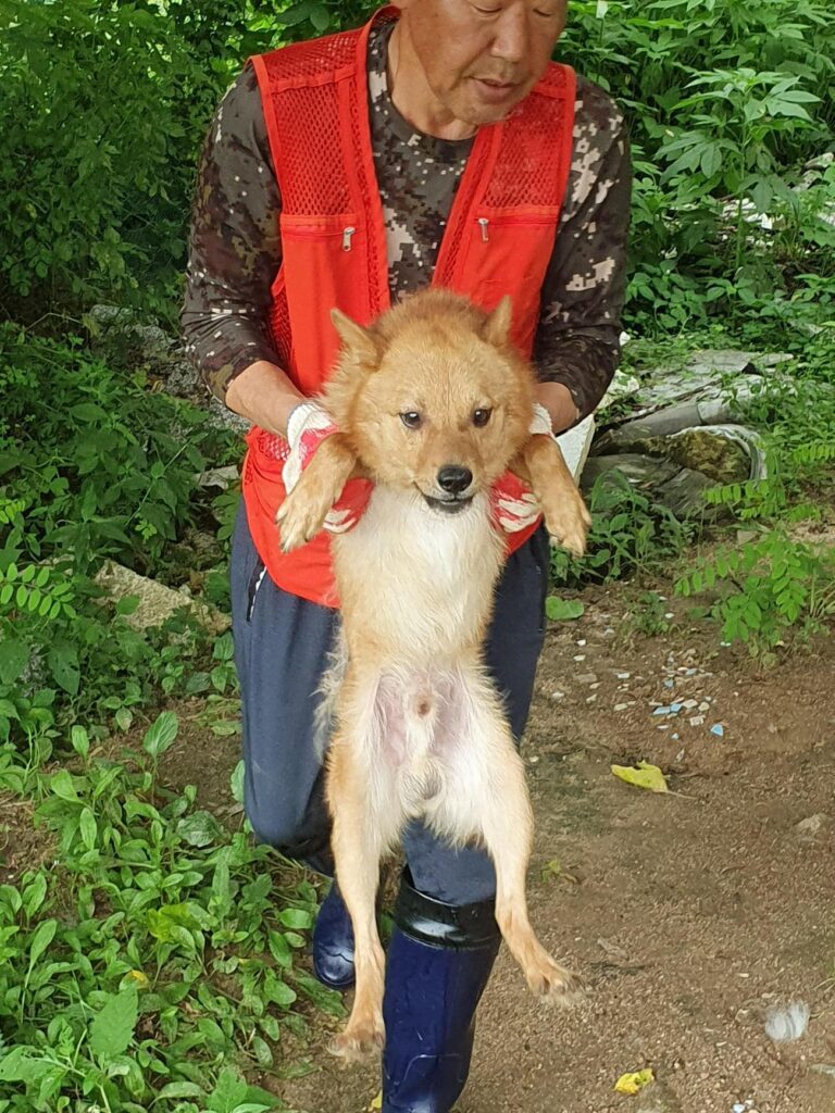 강원특별자치도 양구군 유기동물 입양 현황