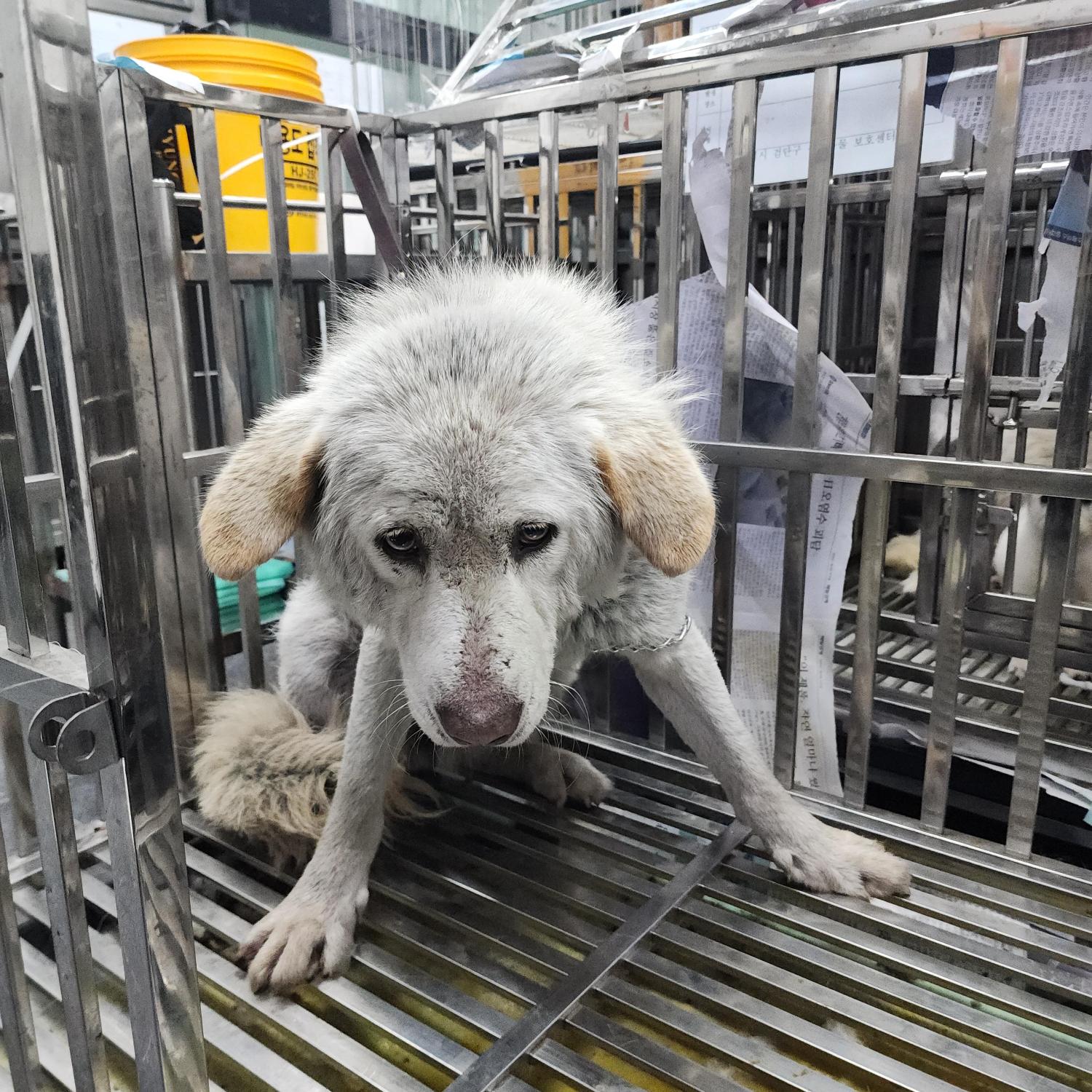 한마음동물병원 보호 중인 동물 사진