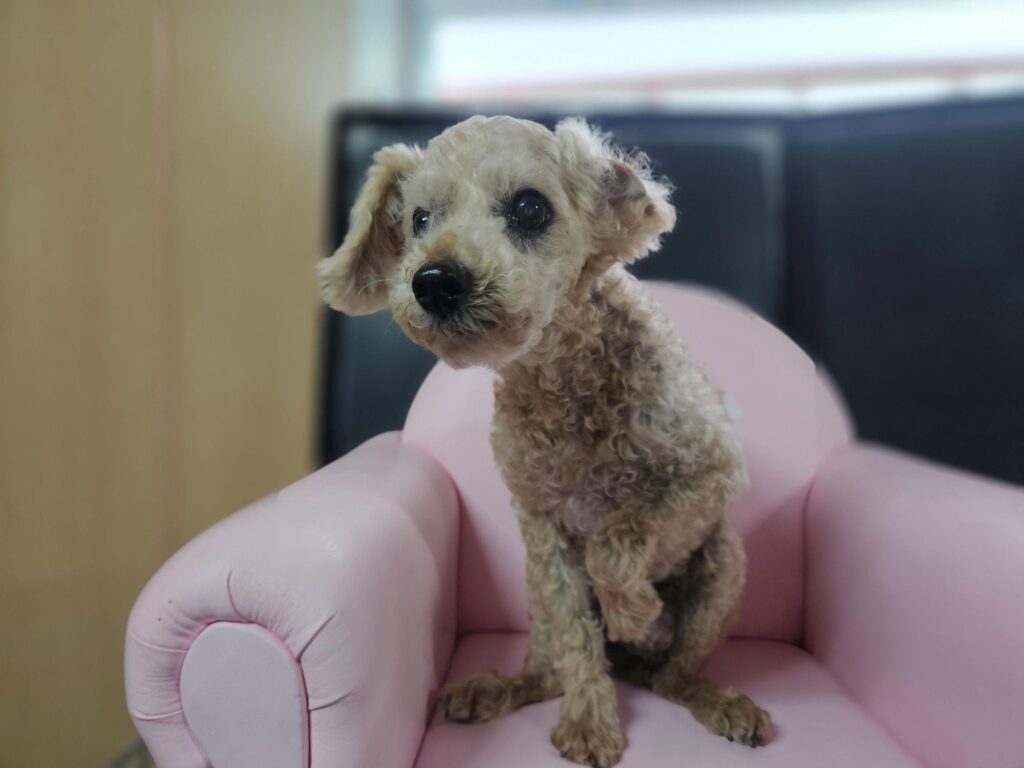 경상남도 창원시 푸들 입양 공고 (2026-00531)