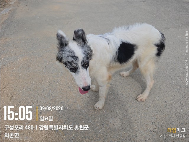 강원특별자치도 홍천군 콜리 입양 공고 (2026-00064)