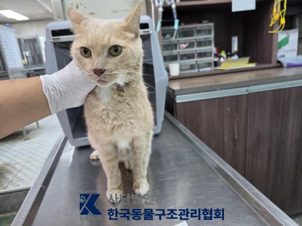 경기도 양주시 한국 고양이 입양 공고 (2026-00087)