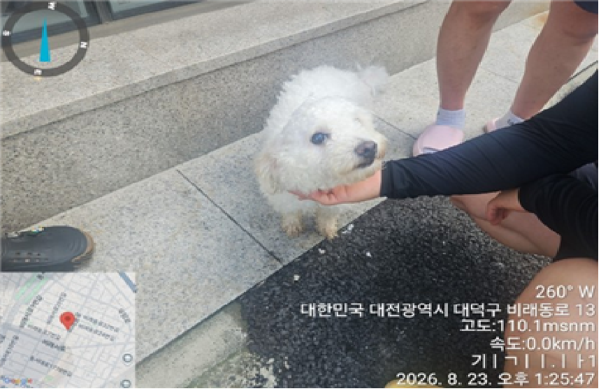 대전광역시 유성구 비숑 프리제 입양 공고 (2026-00104)