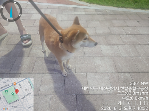 대전광역시 유성구 시바 입양 공고 (2026-00117)