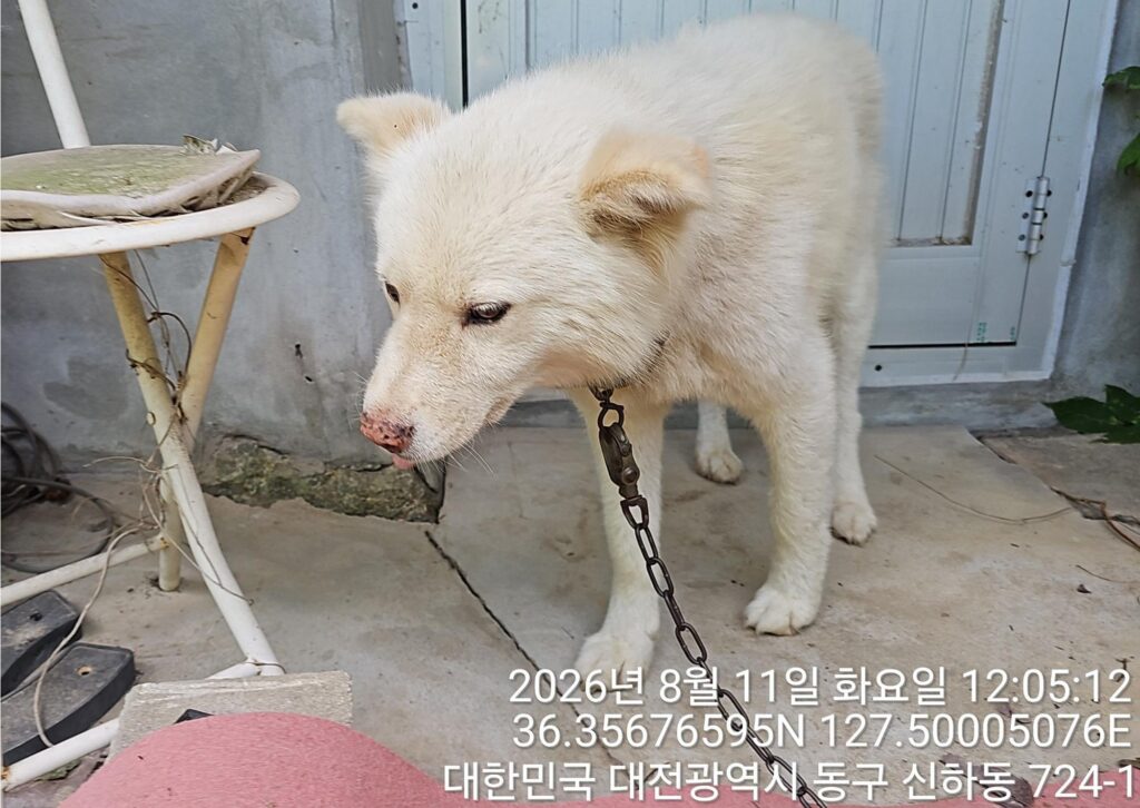 대전광역시 유성구 믹스견 입양 공고 (2026-00129)