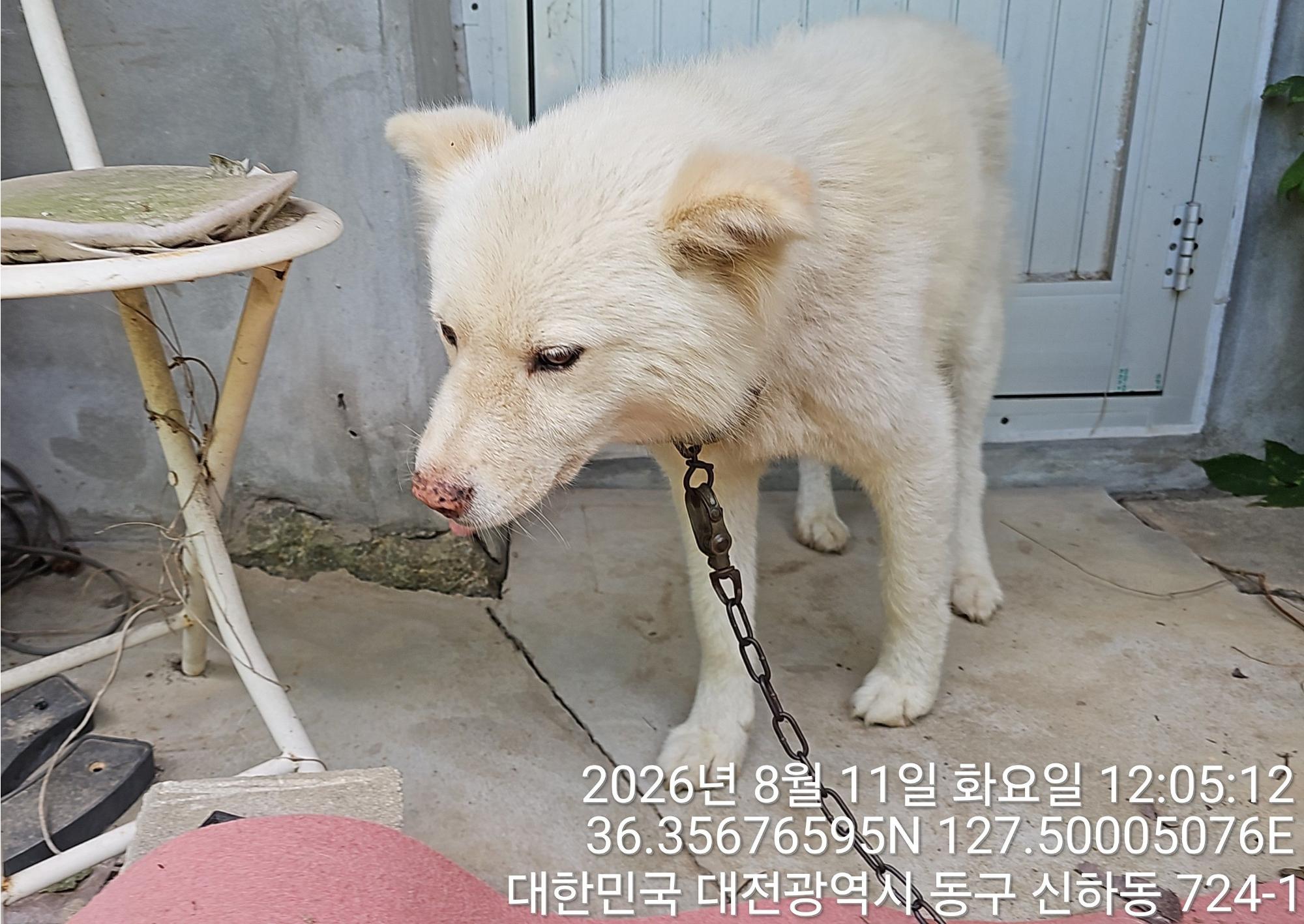 대전광역시 유성구 믹스견 입양 공고 사진 (2026-00129)