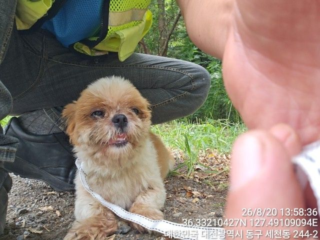 대전광역시 유성구 시츄 입양 공고 (2026-00137)