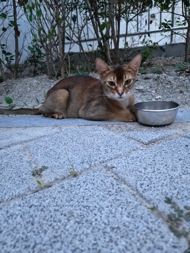 부산광역시 강서구 아비시니안 입양 공고 (2026-00139)