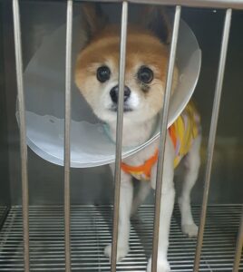 서울특별시 동작구 포메라니안 입양 공고 (2026-00157)