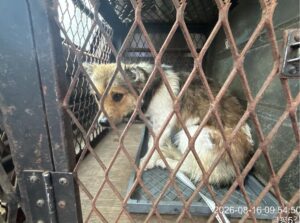 대전광역시 유성구 믹스견 입양 공고 (2026-00202)