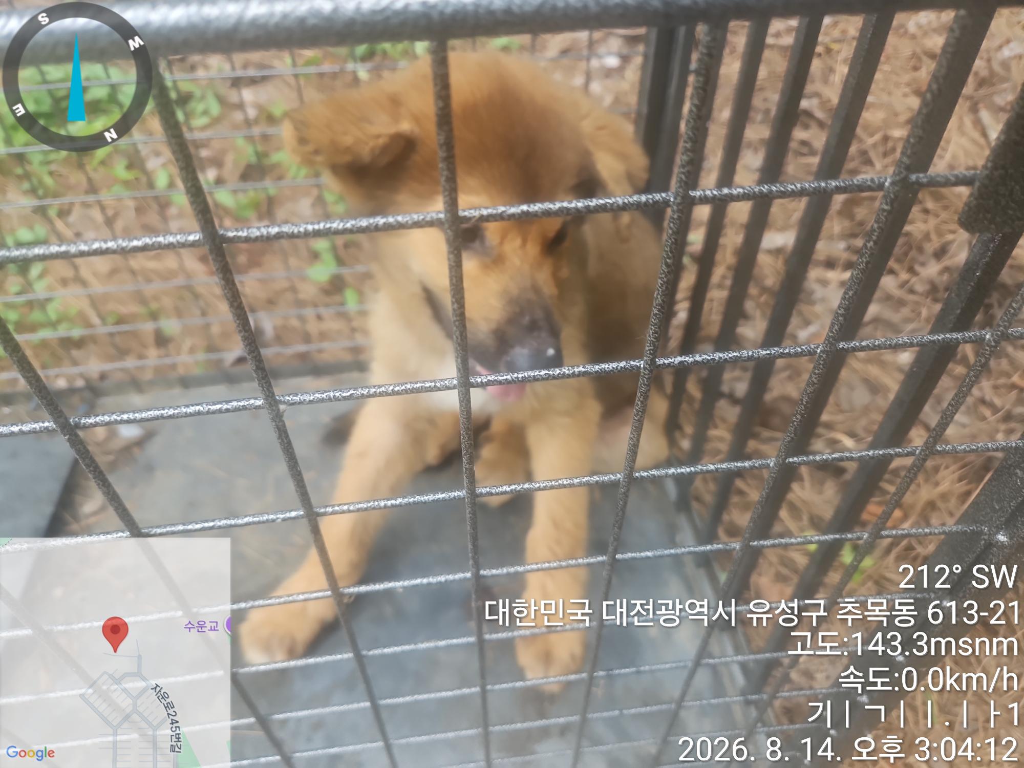 대전광역시 유성구 믹스견 입양 공고 사진 (2026-00222)