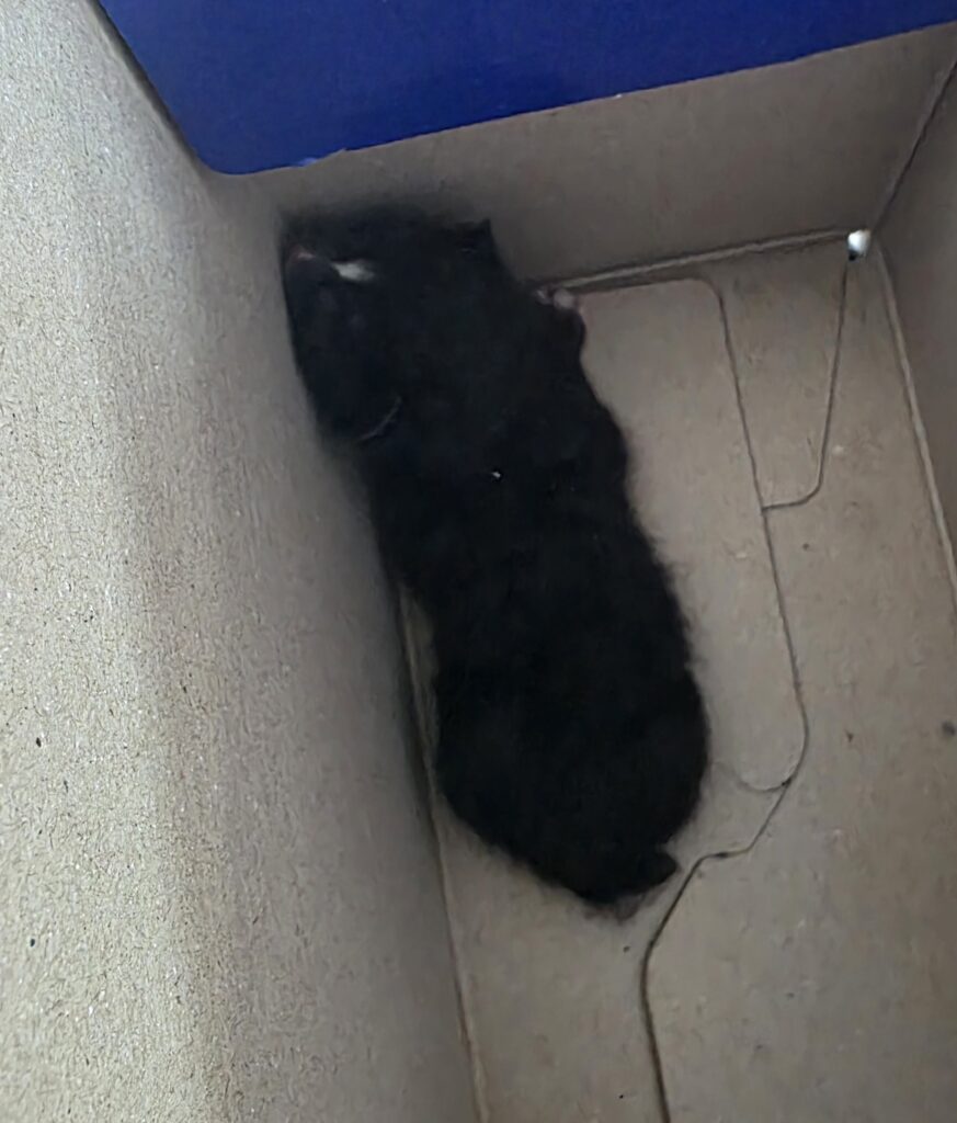 대구광역시 동구 한국 고양이 입양 공고 (2026-00243)