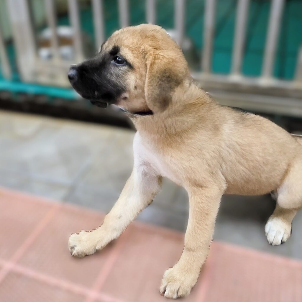 인천광역시 강화군 믹스견 입양 공고 (2026-00433)