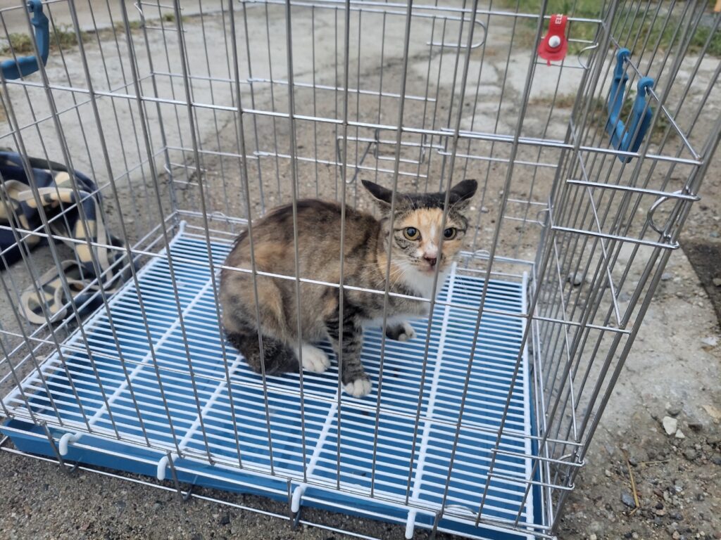 경기도 고양시 한국 고양이 입양 공고 (2026-00490)