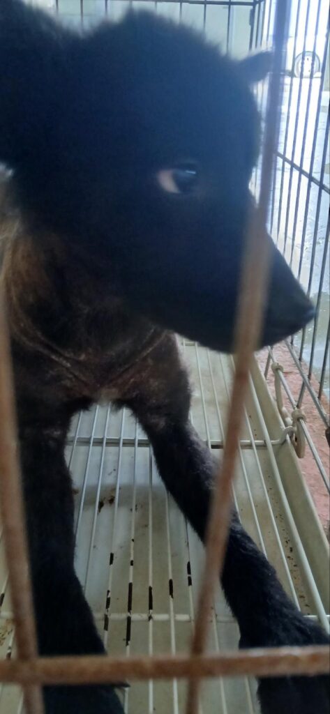 부산광역시 강서구 믹스견 입양 공고 (2026-00673)