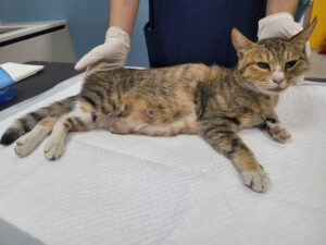 제주특별자치도 제주시 한국 고양이 입양 공고 (2026-01853)