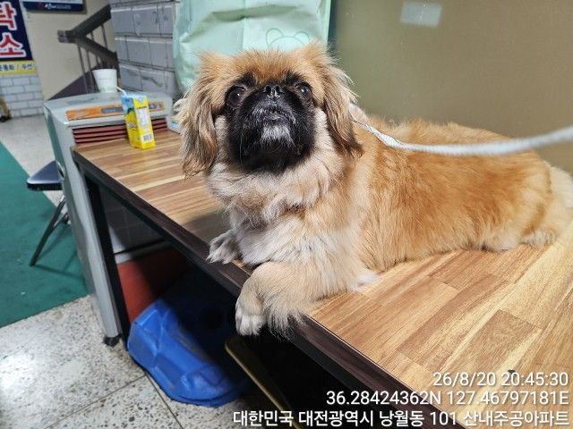 페키니즈 입양 전 알아둘 품종 정보