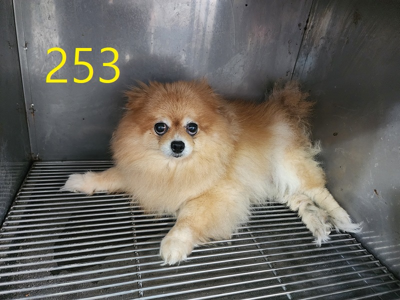 포메라니안 보호 중인 동물 사진