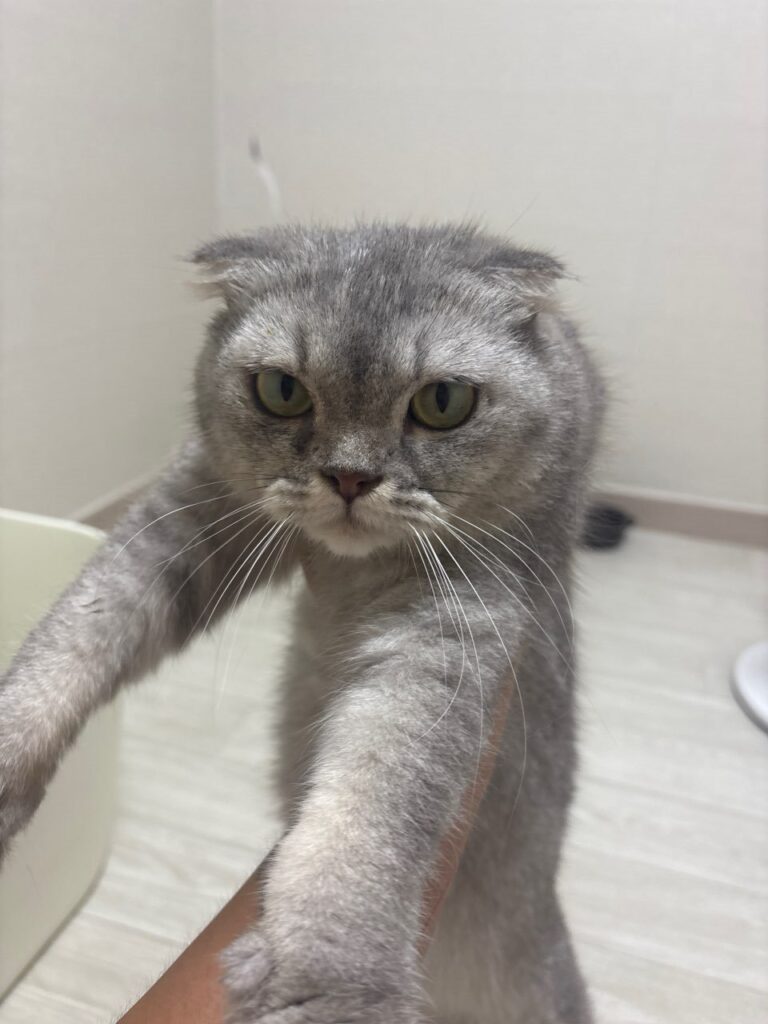 스코티시폴드 입양 전 알아둘 품종 정보