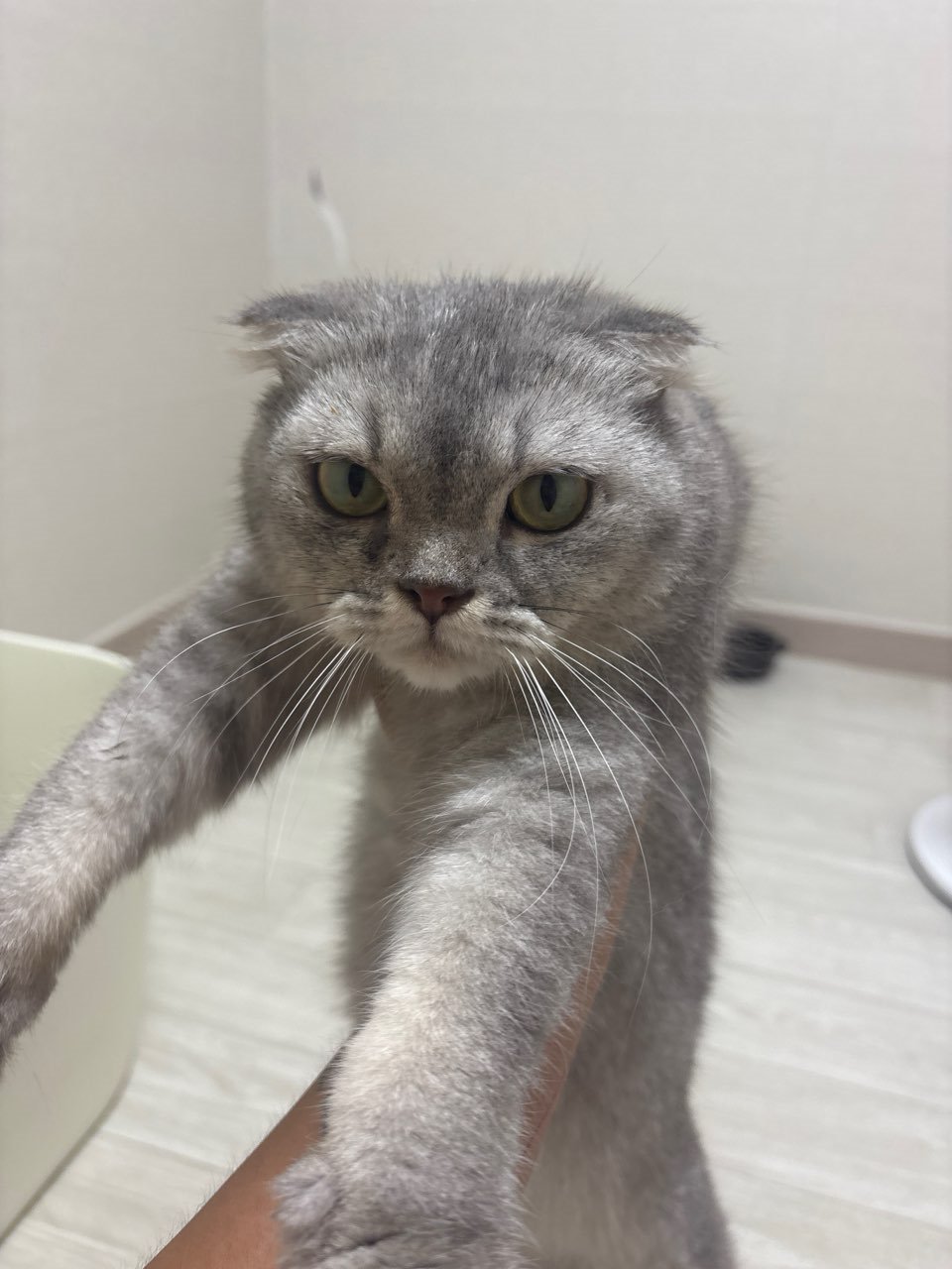 스코티시폴드 보호 중인 동물 사진
