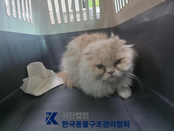 페르시안 입양 전 알아둘 품종 정보