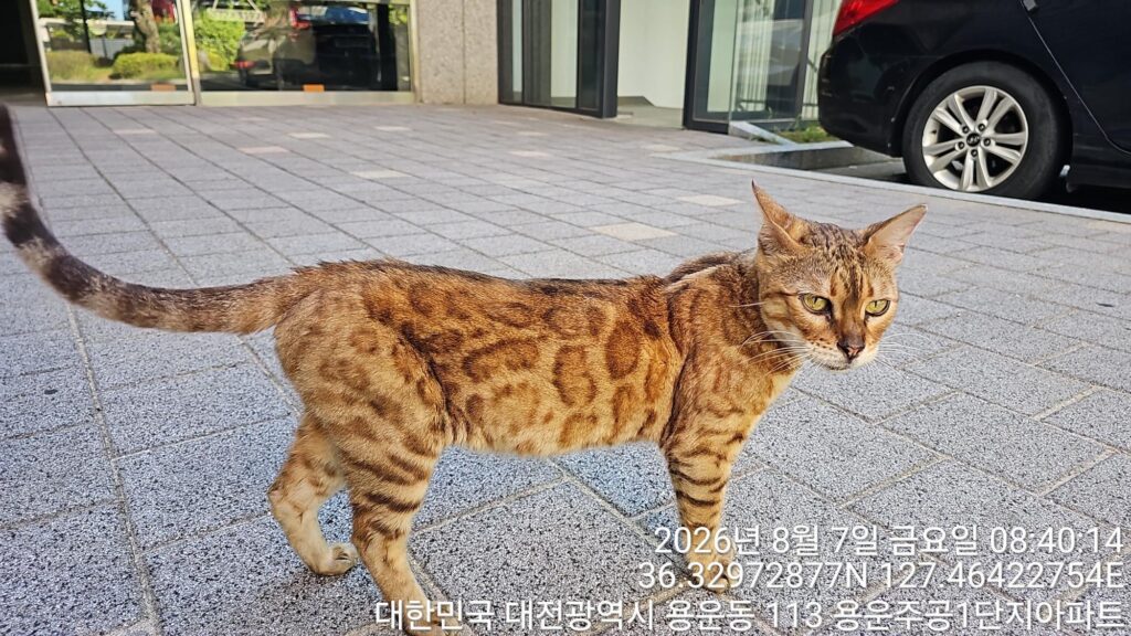 벵갈 입양 전 알아둘 품종 정보