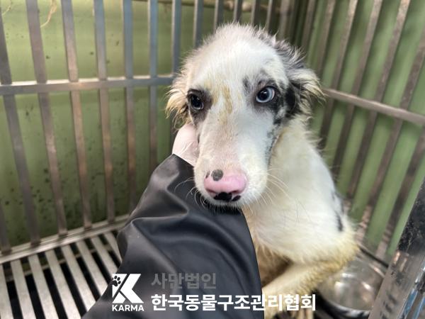 보더 콜리 입양 전 알아둘 품종 정보